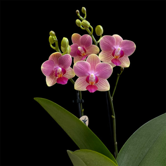 5️⃣1️⃣. Phalaenopsis 'Blush Sunrise' – 30cm Tall 9cm Nursery Pot Twin Spike (Pet Friendly)