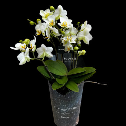 4️⃣2️⃣. Dazzling Collection - Blossom Bliss Orchid 30cm Tall