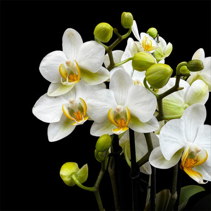 4️⃣2️⃣. Dazzling Collection - Blossom Bliss Orchid 30cm Tall