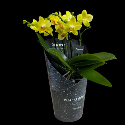 4️⃣2️⃣. Dazzling Collection - Blossom Bliss Orchid 30cm Tall