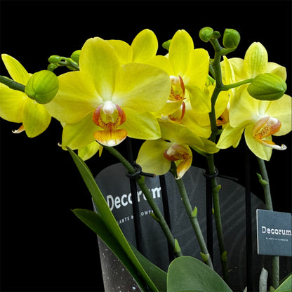 4️⃣2️⃣. Dazzling Collection - Blossom Bliss Orchid 30cm Tall