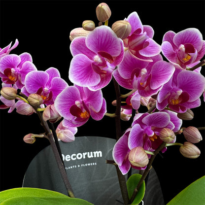 4️⃣2️⃣. Dazzling Collection - Blossom Bliss Orchid 30cm Tall