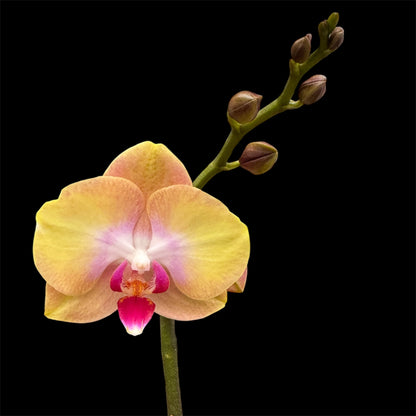 5️⃣4️⃣. Small Phalaenopsis Orchid Mix – Famous Varieties | 9cm Nursery Pot | Single Spike  (pet friendly)