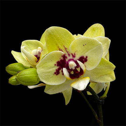 5️⃣4️⃣. Small Phalaenopsis Orchid Mix – Famous Varieties | 9cm Nursery Pot | Single Spike  (pet friendly)