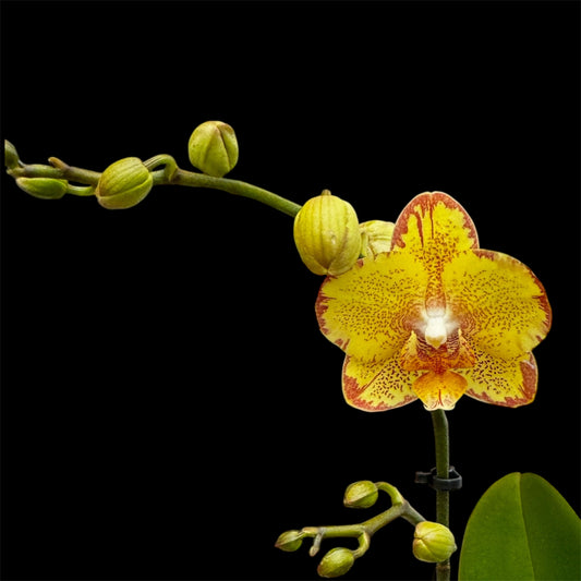 5️⃣4️⃣. Small Phalaenopsis Orchid Mix – Famous Varieties | 9cm Nursery Pot | Single Spike  (pet friendly)