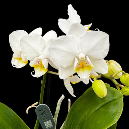 5️⃣4️⃣. Small Phalaenopsis Orchid Mix – Famous Varieties | 9cm Nursery Pot | Single Spike  (pet friendly)