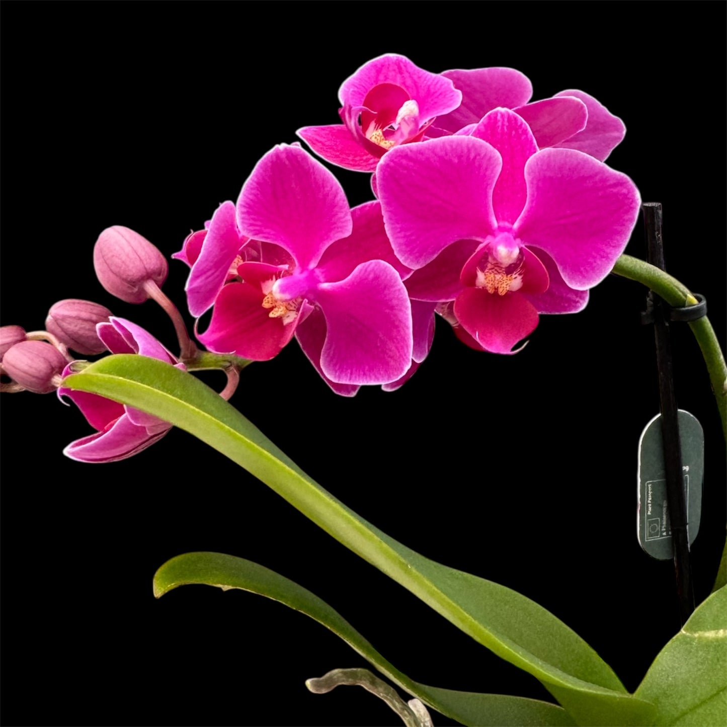 5️⃣4️⃣. Small Phalaenopsis Orchid Mix – Famous Varieties | 9cm Nursery Pot | Single Spike  (pet friendly)
