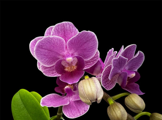 7️⃣4️⃣. Violet Queen Orchid – 3 Spikes, 45cm Tall