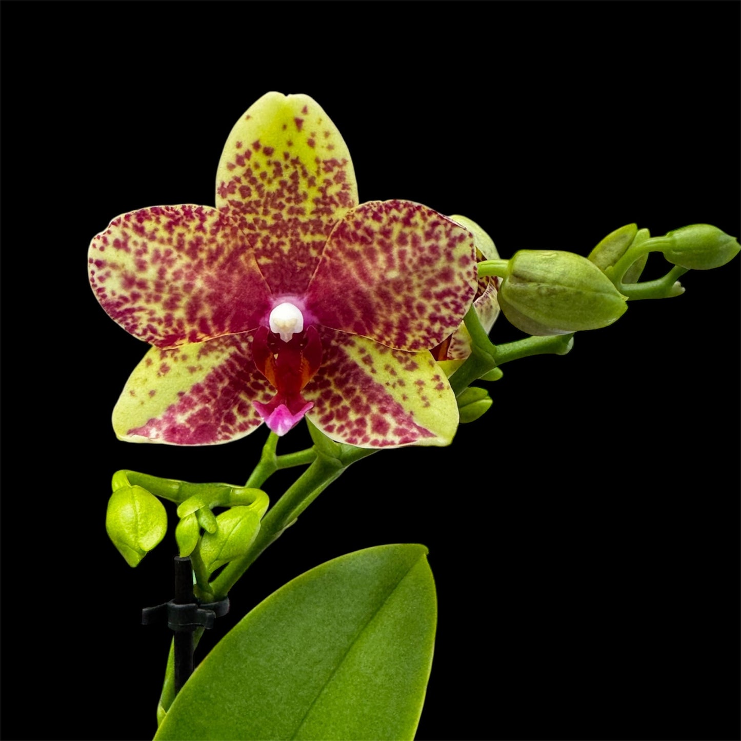 5️⃣4️⃣. Small Phalaenopsis Orchid Mix – Famous Varieties | 9cm Nursery Pot | Single Spike  (pet friendly)