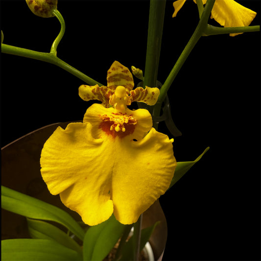 1️⃣4️⃣. Oncidium 'Minder' – Yellow Dancing Lady Orchid | 40cm Tall | 12cm Pot | Single Blooming Spike