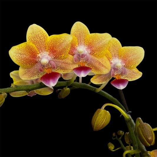 1️⃣6️⃣. Yellow Spice SCENTED multiflora orchid