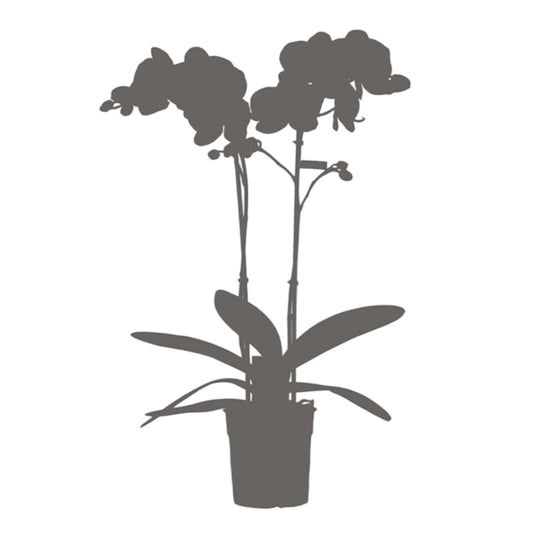 rescue orchid