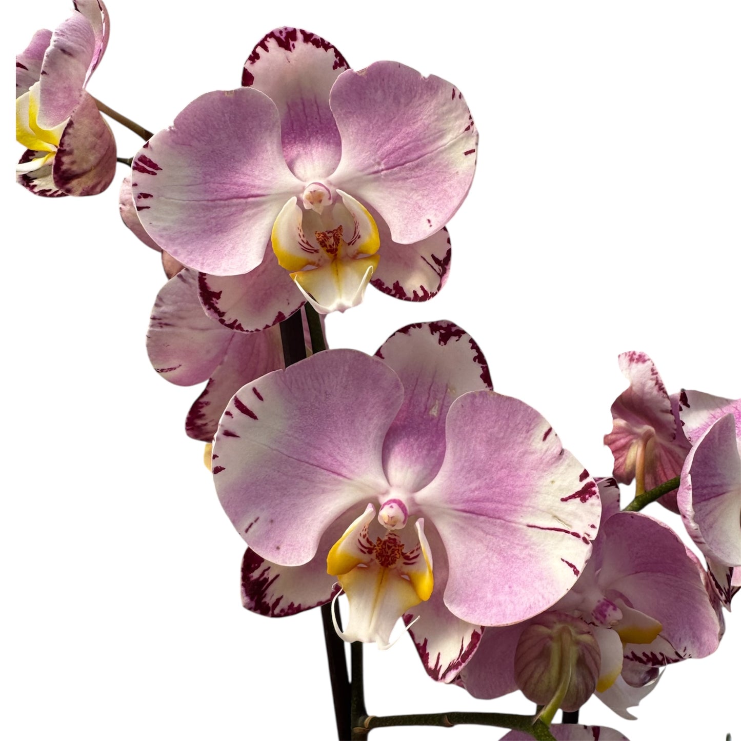 6️⃣. 'Art Nouveau' – 60–65cm Tall | 12cm Nursery Pot | Large Blooms (pet Friendly) tip of spike is missing