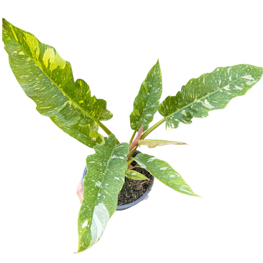5️⃣9️⃣. Philodendron ‘Ring of Fire’ Variegata Houseplant