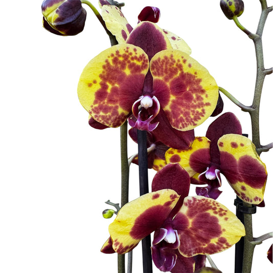 6️⃣1️⃣.Yellow DesignZ – Flaming Jazz Orchid