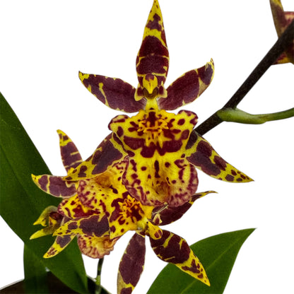 6️⃣0️⃣. Oncidium – Titanium Treasure Orchid Indoor Plant