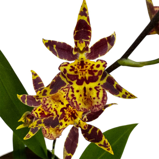6️⃣0️⃣. Oncidium – Titanium Treasure Orchid Indoor Plant
