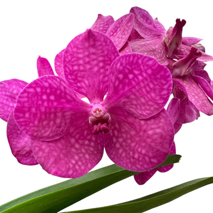 6️⃣2️⃣. Vanda Medium Size Orchids – A Burst of Colour & Elegance