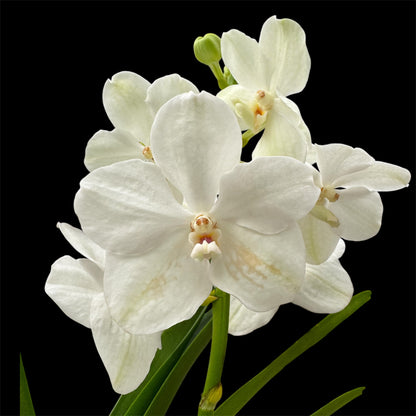 6️⃣2️⃣. Vanda Medium Size Orchids – A Burst of Colour & Elegance