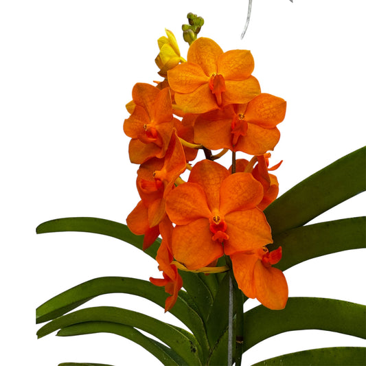 6️⃣2️⃣. Vanda Medium Size Orchids – A Burst of Colour & Elegance