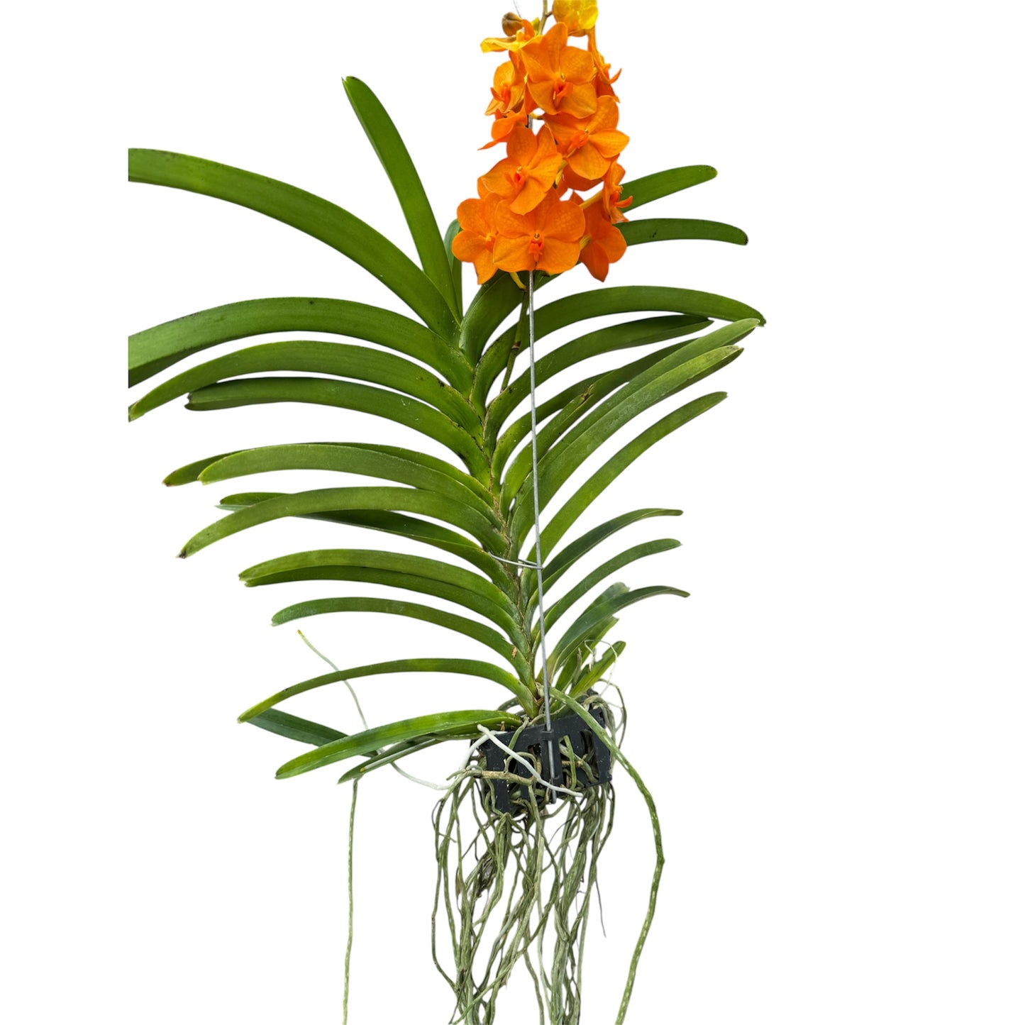 6️⃣2️⃣. Vanda Medium Size Orchids – A Burst of Colour & Elegance