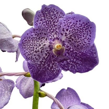 6️⃣2️⃣. Vanda Medium Size Orchids – A Burst of Colour & Elegance