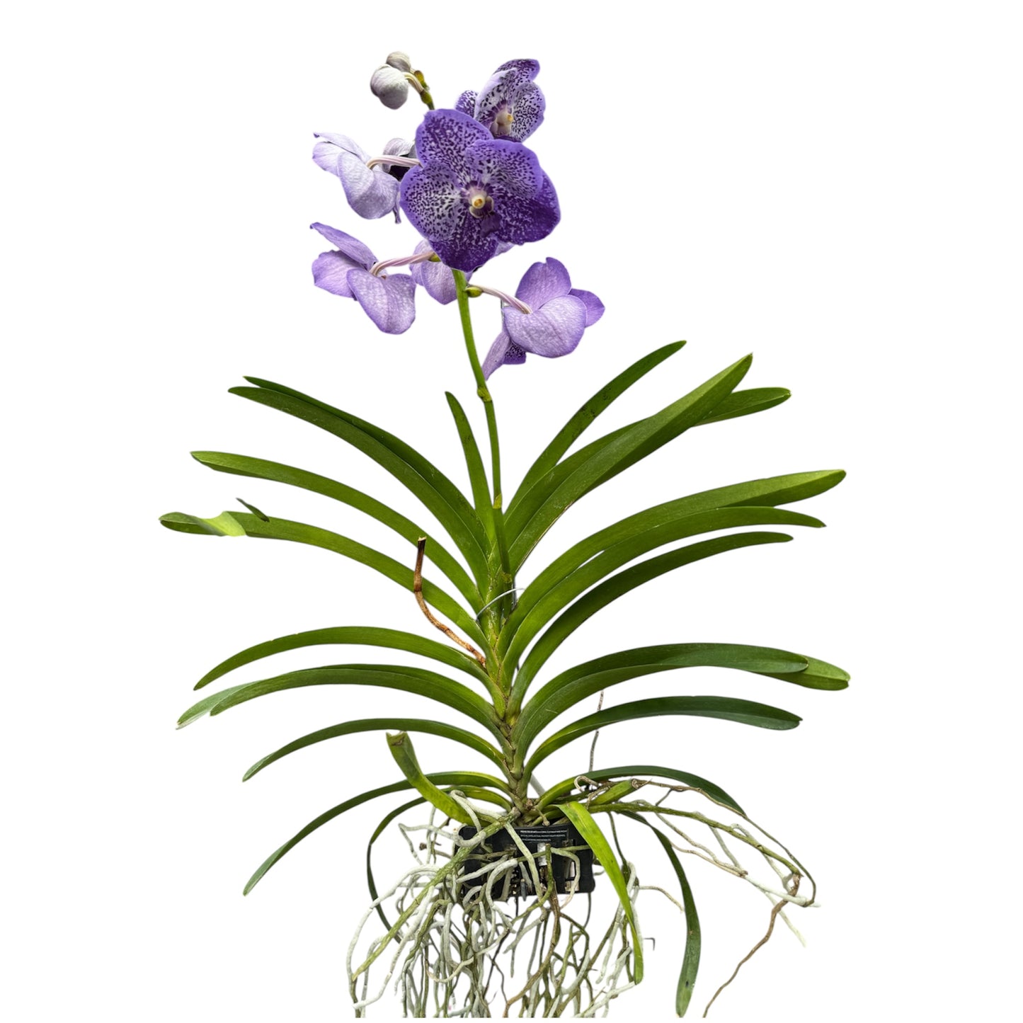 6️⃣2️⃣. Vanda Medium Size Orchids – A Burst of Colour & Elegance