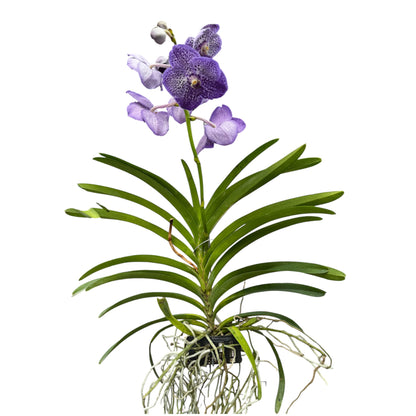 6️⃣2️⃣. Vanda Medium Size Orchids – A Burst of Colour & Elegance