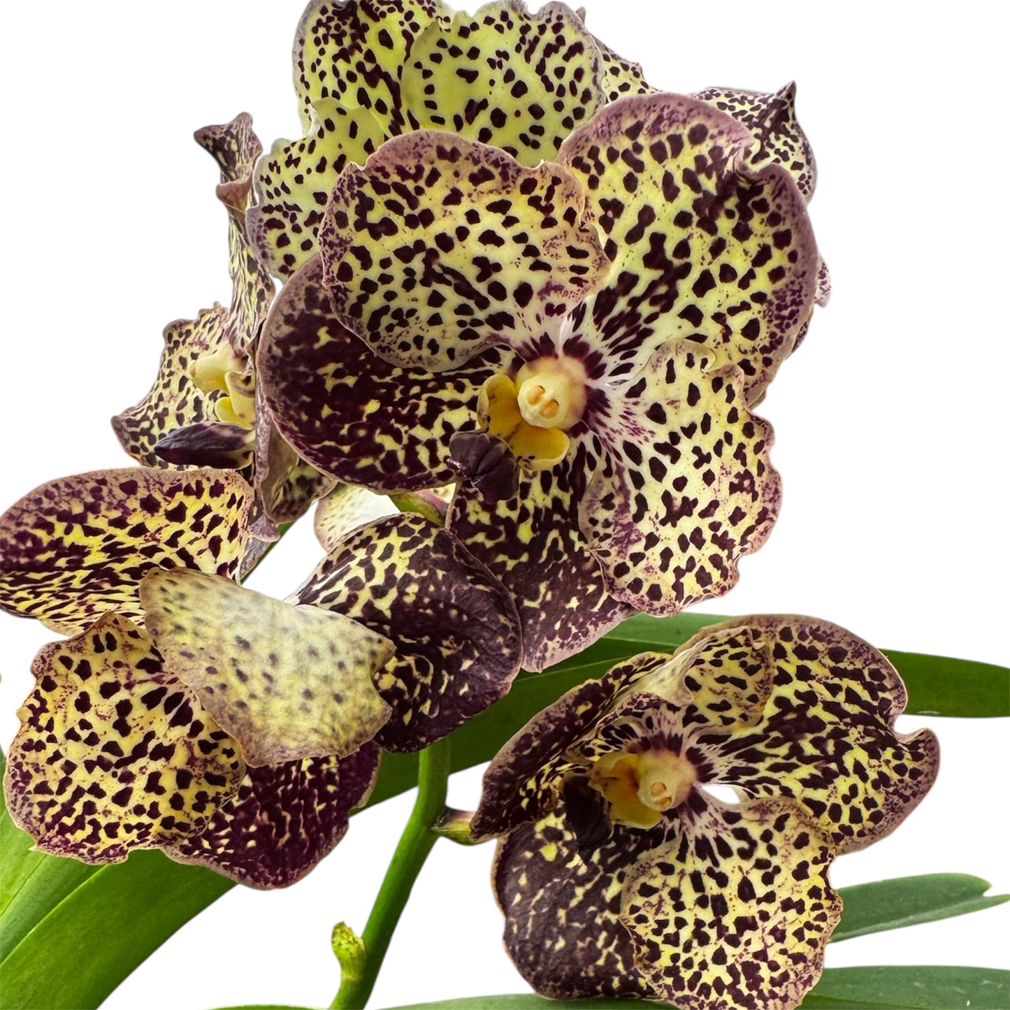 6️⃣2️⃣. Vanda Medium Size Orchids – A Burst of Colour & Elegance