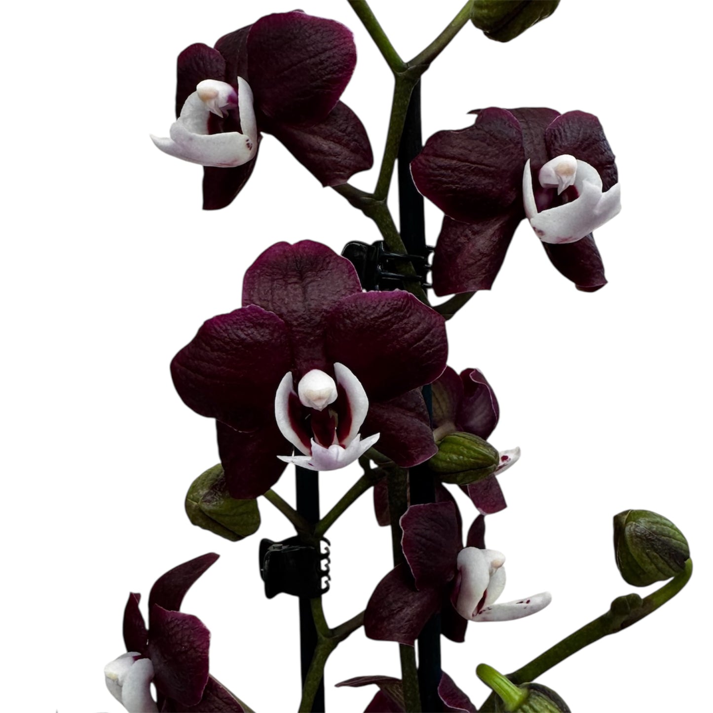 6️⃣3️⃣. 🖤 Black Widow Orchid – Mysterious Beauty in Bloom