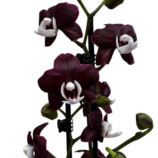 6️⃣3️⃣. 🖤 Black Widow Orchid – Mysterious Beauty in Bloom