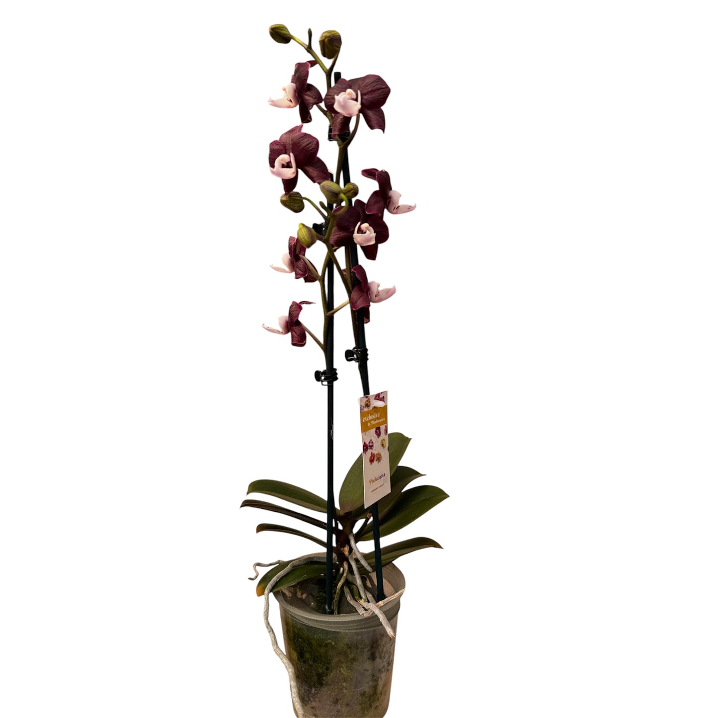 6️⃣3️⃣. 🖤 Black Widow Orchid – Mysterious Beauty in Bloom