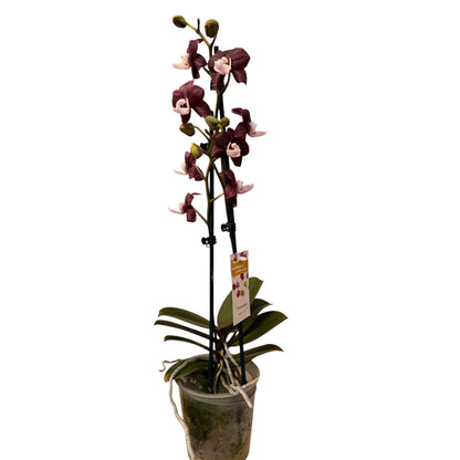 6️⃣3️⃣. 🖤 Black Widow Orchid – Mysterious Beauty in Bloom