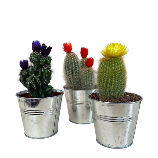 6️⃣4️⃣.Cactus Mix with Artificial Blooms (13–18cm)pack of 3