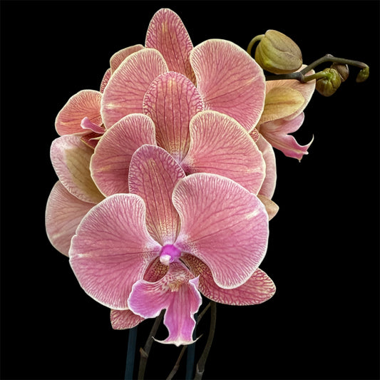 6️⃣5️⃣. Nina  - BIG LIP Orchid  (pet friendly)