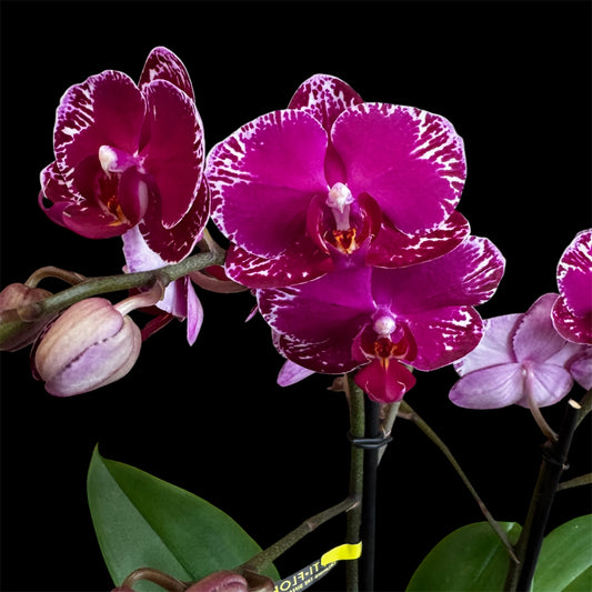 6️⃣6️⃣. Asian Violin Orchid — 45–50 cm | 12 cm Nursery Pot