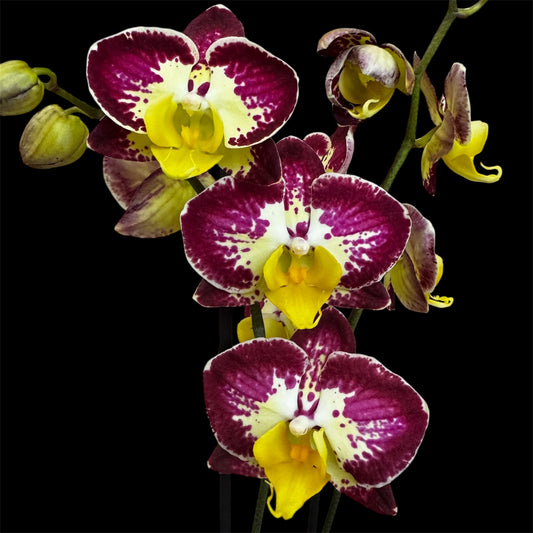 6️⃣7️⃣. Be Happy Orchid — 65–70 cm | 12 cm Nursery Pot