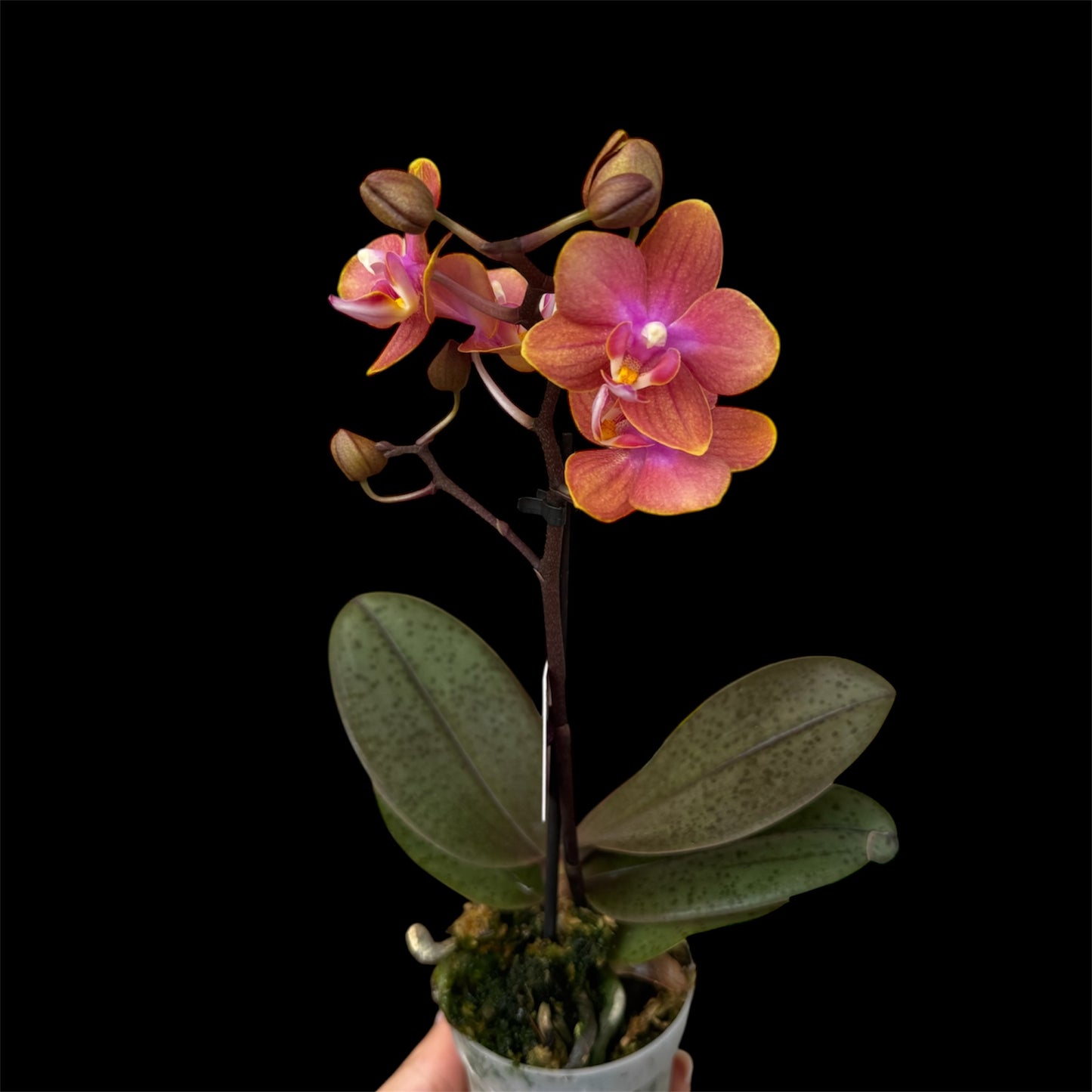 2️⃣. Phalaenopsis SCENTED TINY DOLL  – 2 Spike Orchid (7cm Pot, 25cm Height) With Pot