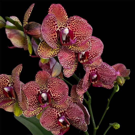 7️⃣0️⃣. “Yellow Leopard” Orchid - 2 Spikes