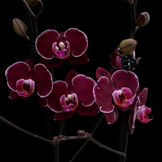 7️⃣3️⃣. Deborah Orchid – Dark Purple with White Edges, 60cm Tall
