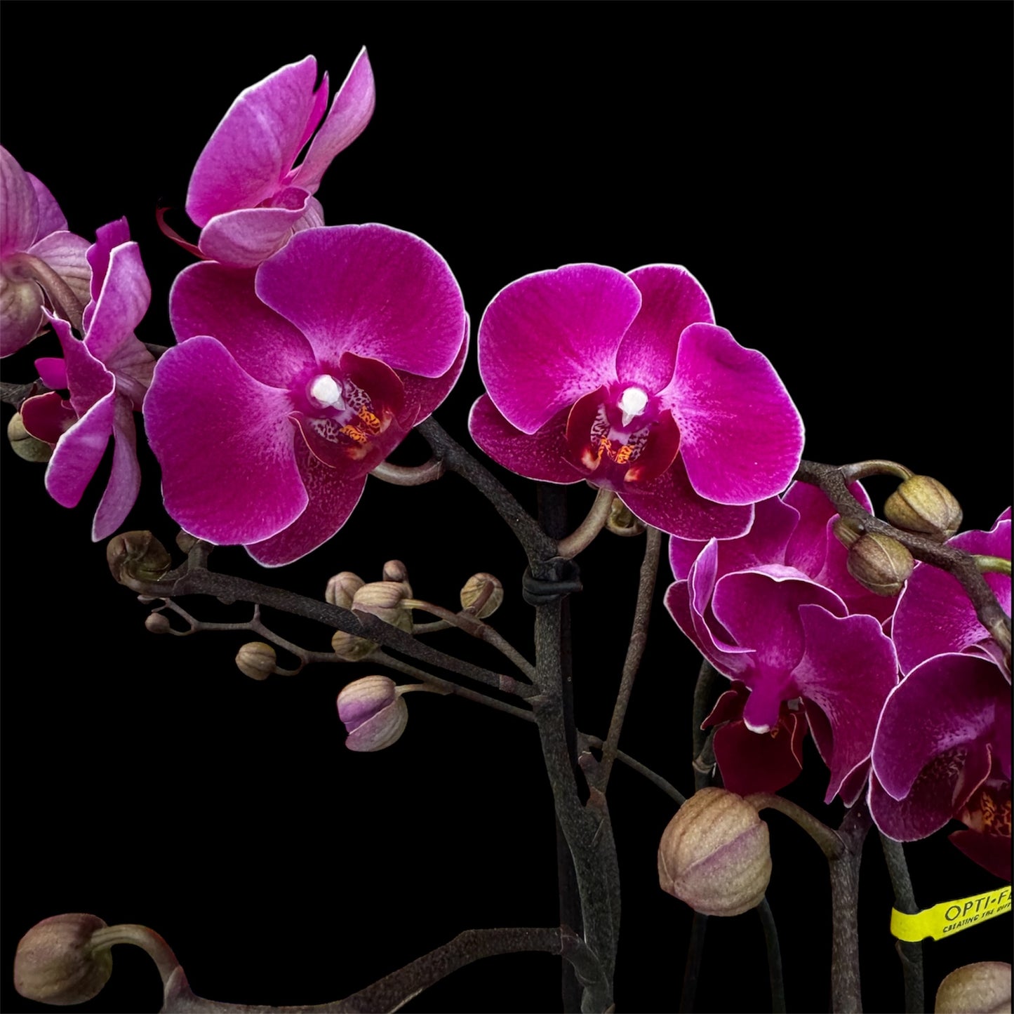 7️⃣6️⃣. Optimost Mix – Famous Orchids