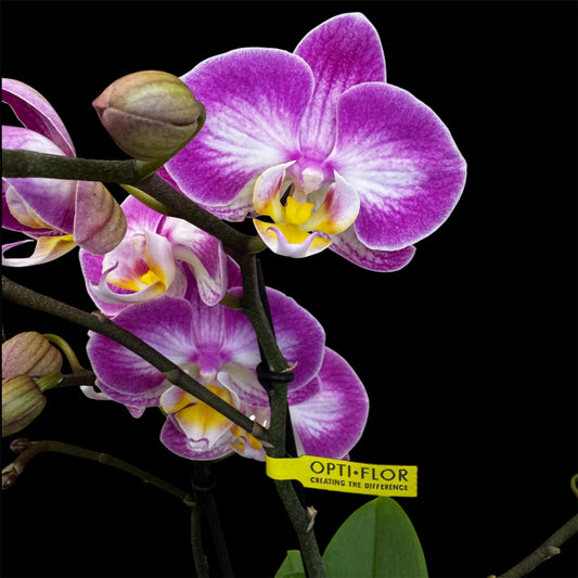 7️⃣6️⃣. Optimost Mix – Famous Orchids