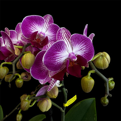 7️⃣6️⃣. Optimost Mix – Famous Orchids