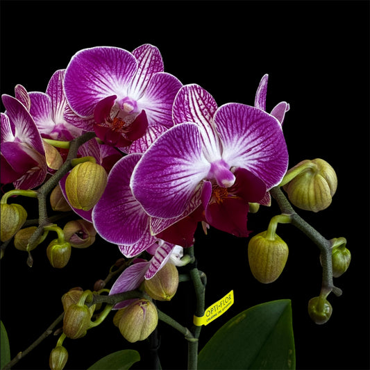 7️⃣6️⃣. Optimost Mix – Famous Orchids