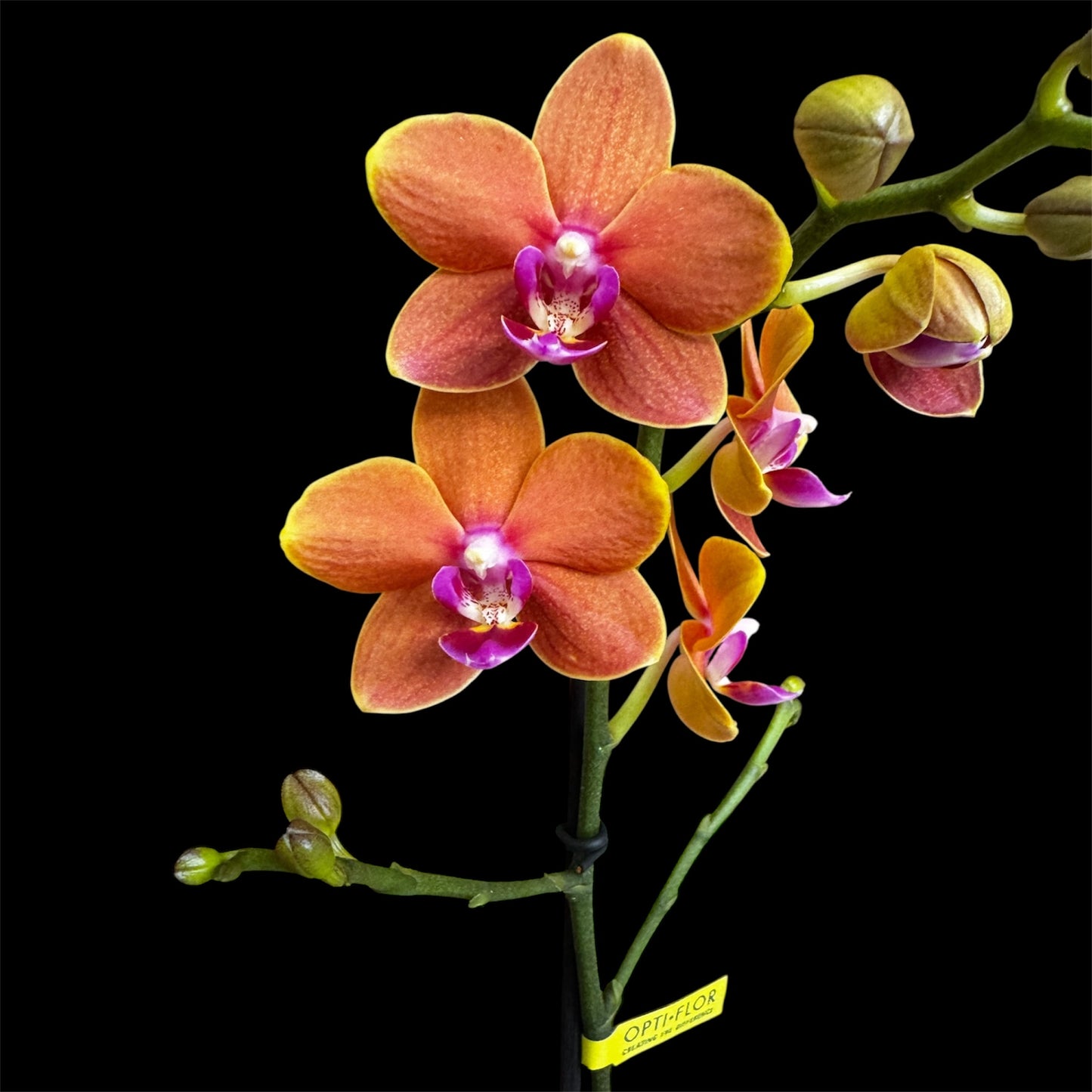 7️⃣6️⃣. Optimost Mix – Famous Orchids