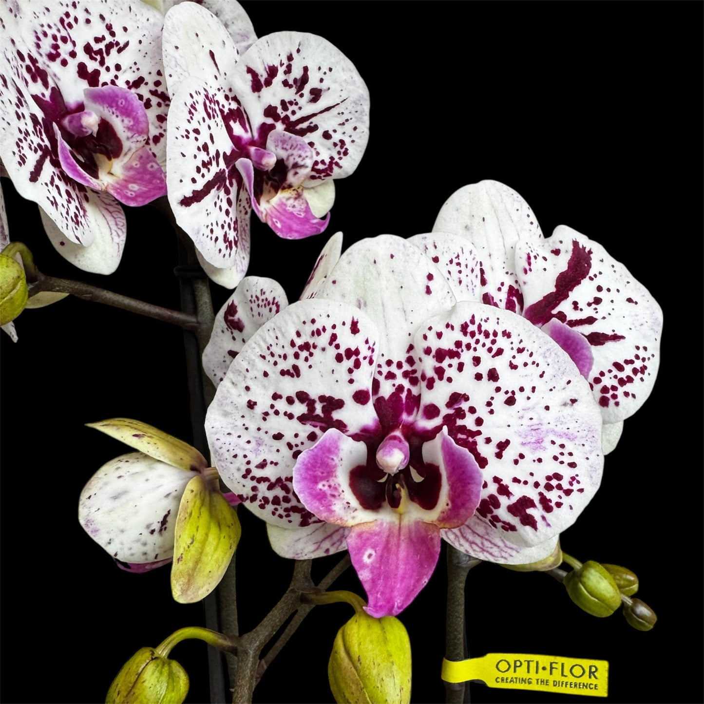 7️⃣6️⃣. Optimost Mix – Famous Orchids