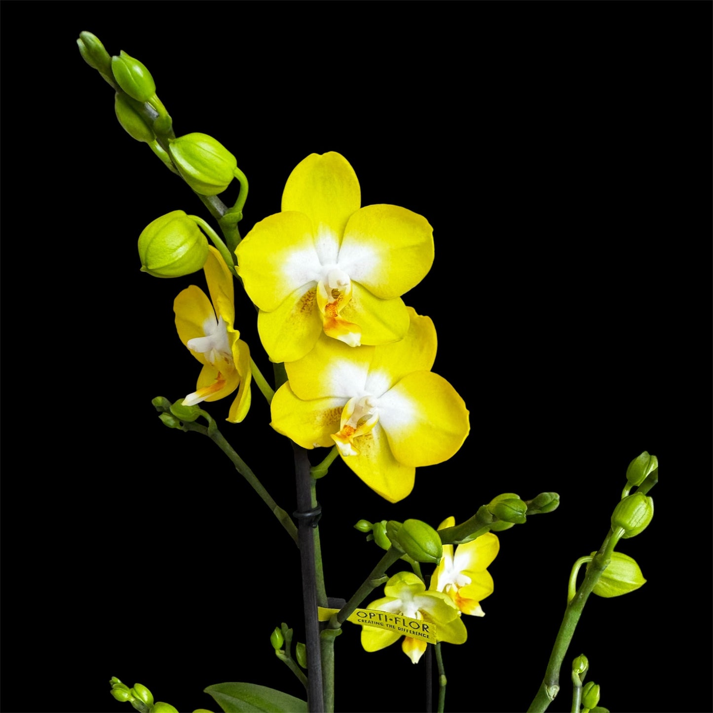 7️⃣6️⃣. Optimost Mix – Famous Orchids