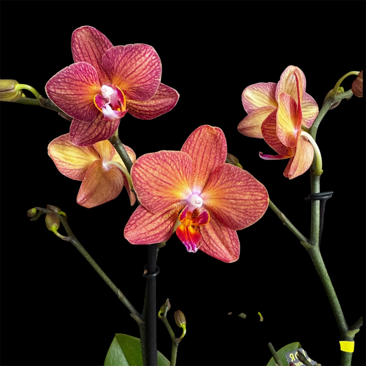 7️⃣6️⃣. Optimost Mix – Famous Orchids