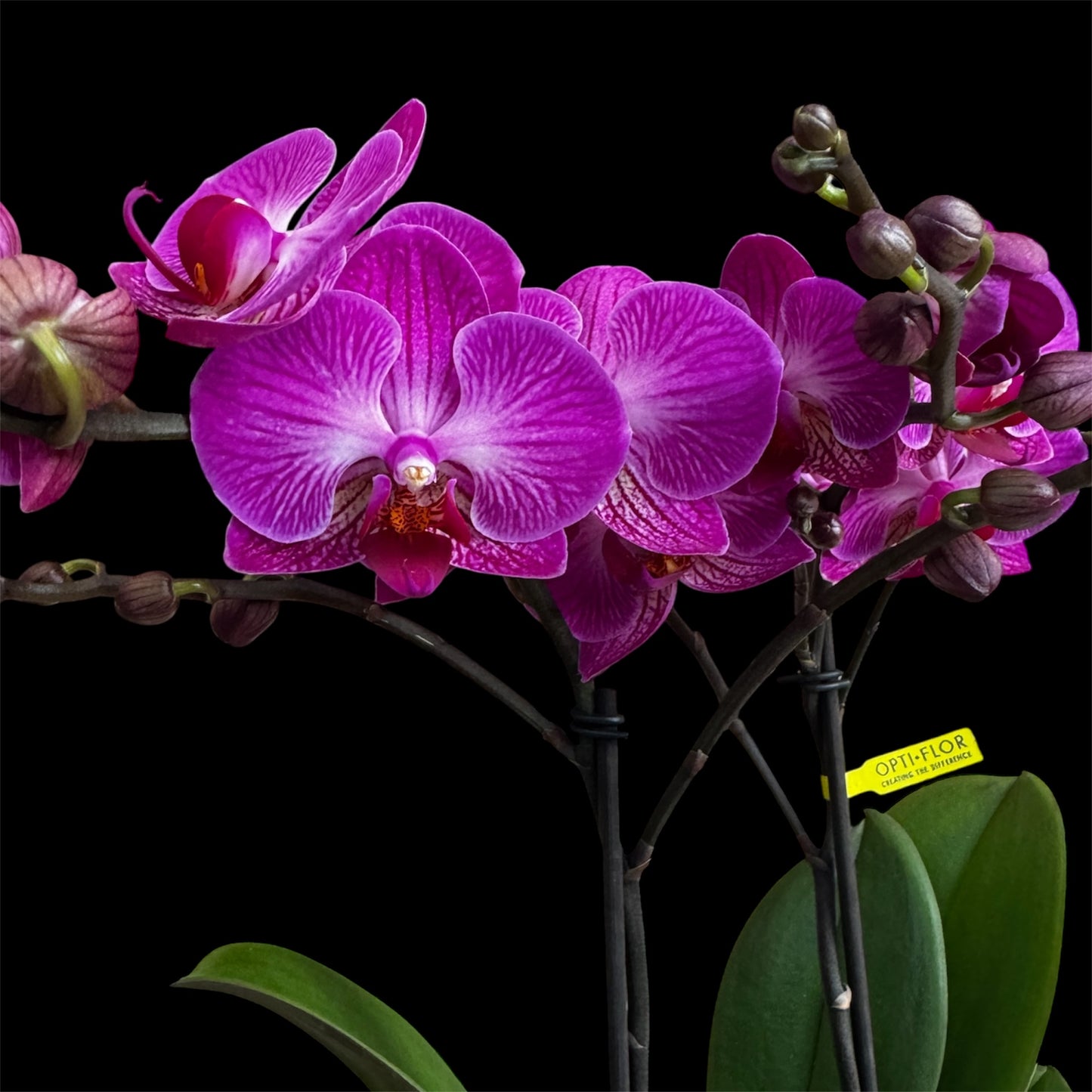 7️⃣6️⃣. Optimost Mix – Famous Orchids