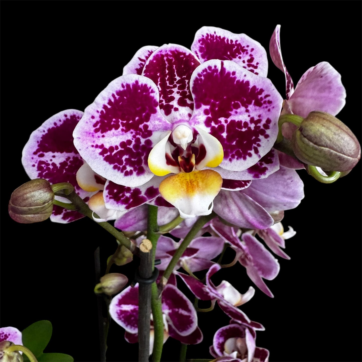 7️⃣6️⃣. Optimost Mix – Famous Orchids